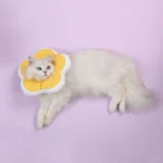 Cute Flower Shaped Pet Anti-licking Collar - Image 5