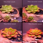 COB Plant Growth Light LED Vegetable Planting Succulent Light - Image 8