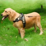 Adjustable Harness For Small Medium Large Dogs Pet Walking Hand Strap - Image 6