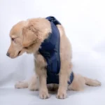 Pet Leash Senior Dogs Walking Aids Chest Harness - Image 4