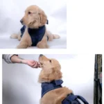 Pet Leash Senior Dogs Walking Aids Chest Harness - Image 5
