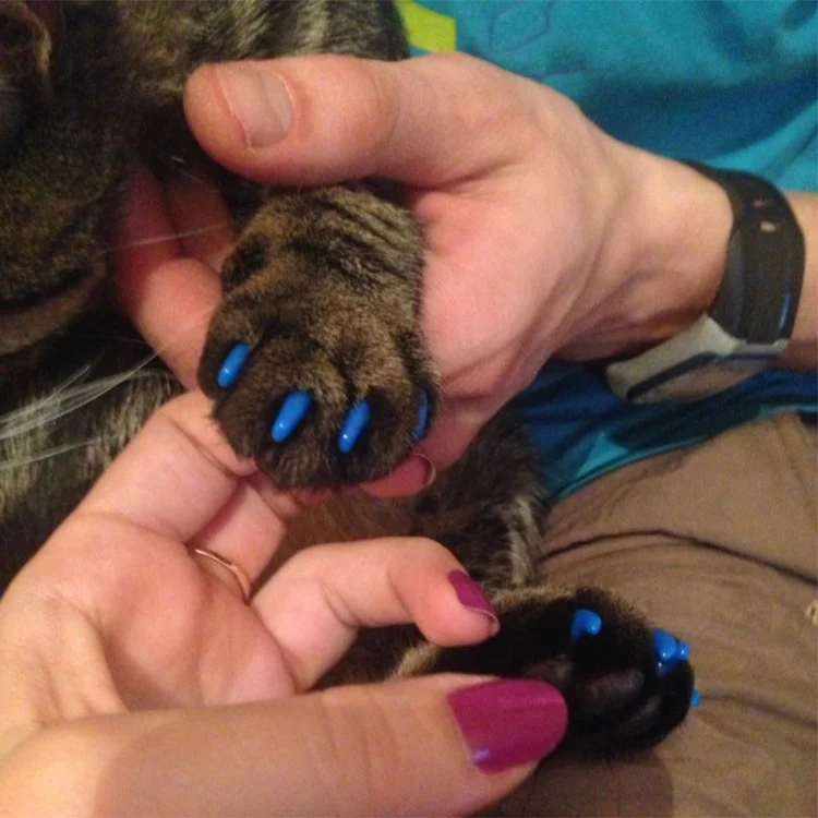 TBD053062401A_2.webp 20 PCS Silicone Soft Cat Nail Caps / Cat Paw Claw / Pet Nail Protector/Cat Nail Cover - Image 3