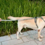 Dog Outdoor Anti-Scourge Traction Rope Nylon Reflective Elastic Stretch Dog Walking Rope - Image 12