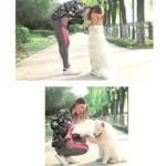 Pet Training Waist Bag Outdoor Multifunctional Snack Bag Pet Supplies - Image 8