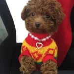 Pet Supplies Pearl Necklace Pet Collars Cat and Dog Accessories - Image 4