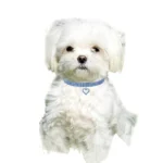 Pet Supplies Elastic Love Cats And Dogs Accessories Pet Collars - Image 3