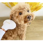 Pet Hair Dryer Cat & Dog Cleaning Electric Comb - Image 7