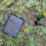 Plastic Multi-Function Tray Shoe Tray Pet Feeding Tray - Image 8