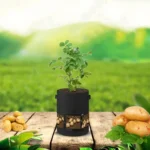 360 Degree Transparent Potato Bag In The Middle Covered Plant Growing Bag - Image 6