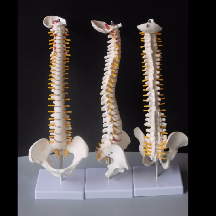 Human Spine with Pelvic Model Human Anatomical Anatomy Spine Model Spinal Column Model, Size: 45cm