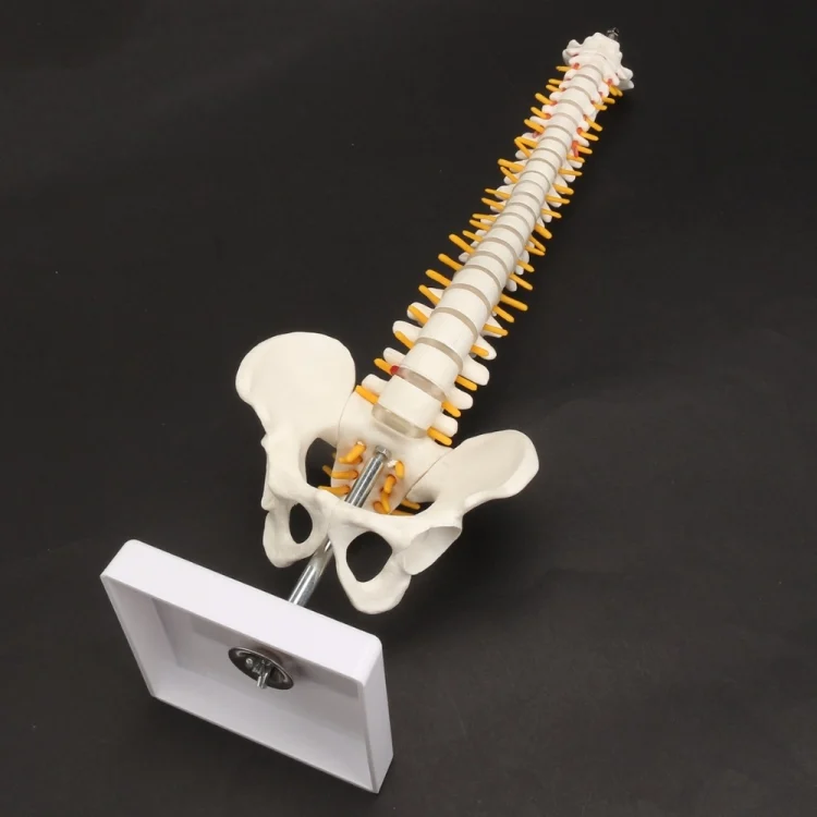 TBD0551984_1.webp Human Spine with Pelvic Model Human Anatomical Anatomy Spine Model Spinal Column Model, Size: 45cm - Image 2
