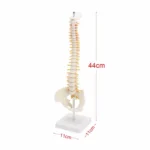 Human Spine with Pelvic Model Human Anatomical Anatomy Spine Model Spinal Column Model, Size: 45cm - Image 4