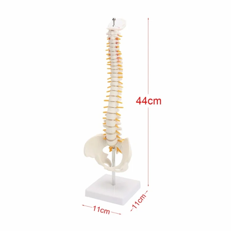 TBD0551984_3.webp Human Spine with Pelvic Model Human Anatomical Anatomy Spine Model Spinal Column Model, Size: 45cm - Image 4