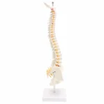 Human Spine with Pelvic Model Human Anatomical Anatomy Spine Model Spinal Column Model, Size: 45cm - Image 5