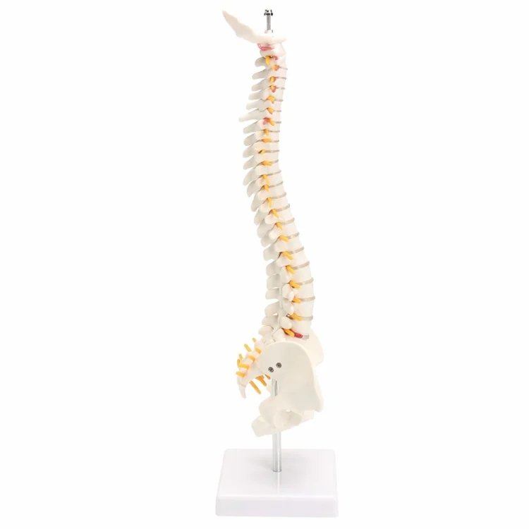 TBD0551984_4.webp Human Spine with Pelvic Model Human Anatomical Anatomy Spine Model Spinal Column Model, Size: 45cm - Image 5