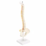 Human Spine with Pelvic Model Human Anatomical Anatomy Spine Model Spinal Column Model, Size: 45cm - Image 6