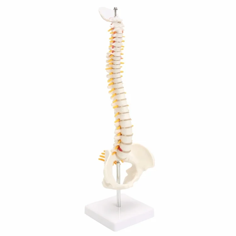 TBD0551984_5.webp Human Spine with Pelvic Model Human Anatomical Anatomy Spine Model Spinal Column Model, Size: 45cm - Image 6