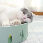 Round Corrugated Cat Scratcher Claw Sharpener Toy Bed - Image 7