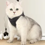 Cat Leash Pet Chest Harness Leash - Image 6