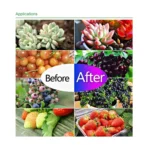 Ultra-Thin LED Plant Light, Full Spectrum COB Growth Light, Vegetable, Fruit & Flower Greenhouse Fill Light Without Plug - Image 8