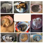 Four Seasons Universal Felt Nest For Pets Cat Bed Pet Supplies - Image 7