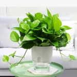 Transparent Plastic Double-Layer Water Storage Automatic Water-Absorbing Flowerpot - Image 7