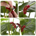 Y0082 90 Degree Plant Bender Auxiliary Device Gardening Plant Tool - Image 4