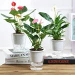Fully Transparent Hydroponic Flower Pots Water Level Visible Non-Broken Glue Self-Absorbent Plastic Flower Pots - Image 6