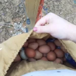 Outdoor Foraging Bag Vegetable Garden Orchard Picking Bag Waist Hanging Tool Bag - Image 5