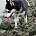 4 PCS / Set HCPET Dog Shoes Breathable Net Dog Shoes - Image 5