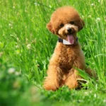 TK911 2G Pet Waterproof GPS Tracker - Image 6