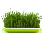 5 PCS Bean Sprout Germination Tray Soilless Culture Seedling Pot