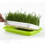 5 PCS Bean Sprout Germination Tray Soilless Culture Seedling Pot - Image 7