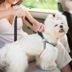 Elastic Reflective Car Dual-purpose Dog Leash - Image 6