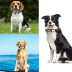 Ethnic Bohemian Floral Half Metal Buckle Dog Collar, Size: - Image 7