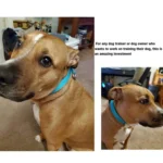 Nylon Reflective Filament P Chain Adjustable Size Collar - Image 7