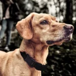 Pet Collar Trainer Rechargeable Automatic Bark Stop - Image 7