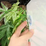 Climbing Pet Boxes Aquarium Fish Tank Landscaping Simulation Plant, Style: - Image 5
