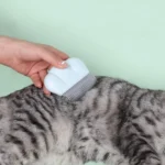 Pet Hair Removal Shell Comb Cat Tickling Massage Comb - Image 6