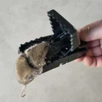 Highly Sensitive Bite Type Household Alloy Plastic Mouse Traps - Image 5