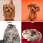 Pet Grooming Scissors Dog Cat Hair Trimming Haircutting Tools, Style: - Image 7