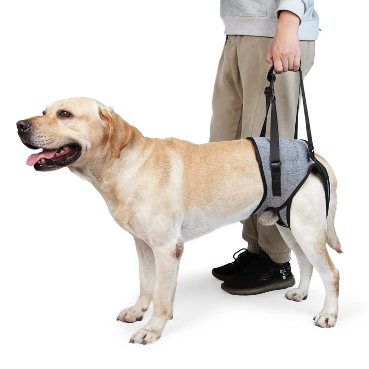 TBD0603514203_B1.webp Dog Hind Leg Auxiliary Strap Decompression Auxiliary Travel Belt For Elderly and Injured Dog - Image 2