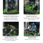 Peacock Fish Double Layer Transparent Breeding Isolation Box Aquarium Breeding Box - Image 5