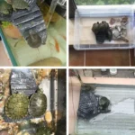 Turtle Aquascape Climbing Platform Reptile Hiding Cave Three Legged Turtle Platform - Image 6