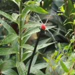 Hose Drip Irrigation System Plant Watering Set 360 Degree Adjustable Drippers - Image 7