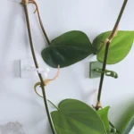 50pcs Plant Climbing Wall Buckle Vine Traceless Plant Fixer Self-Adhesive Hooks - Image 3