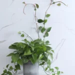 50pcs Plant Climbing Wall Buckle Vine Traceless Plant Fixer Self-Adhesive Hooks - Image 4