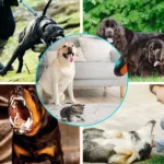 Ultrasonic Pet Trainer Handheld Sonic Dog Repeller Portable Electronic Dog Trainer - Image 7