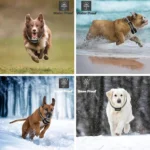 2 In 1 Pet Wireless Fence Bark Control Smart Dog Trainer - Image 9