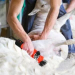 HILDA Motorized Wool Scissors Power Shear Tool Kit - Image 8